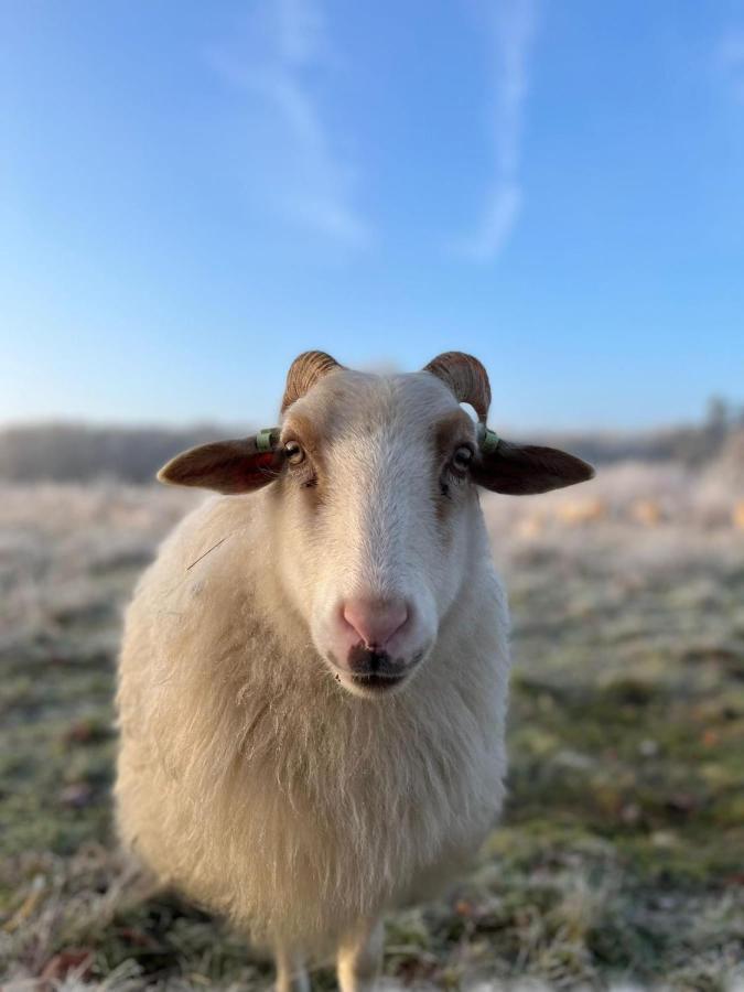 Wapen Van Exloo Esterno foto
